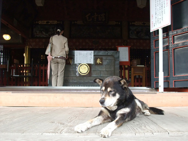 布施弁天の犬