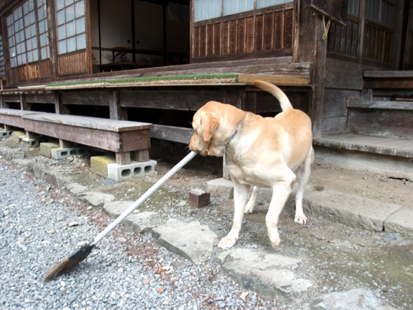 大陽寺のお掃除犬・せんじゅ