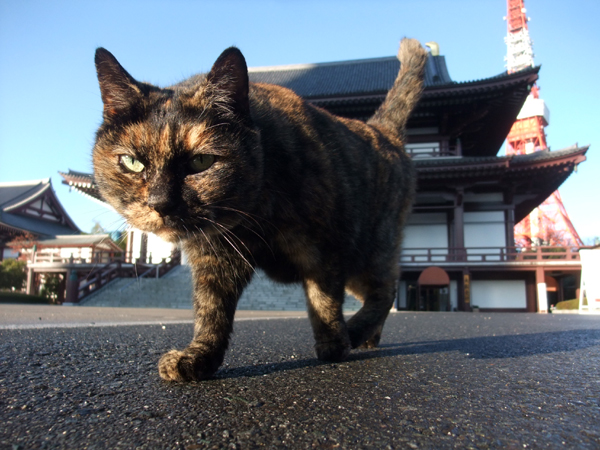増上寺の猫親分
