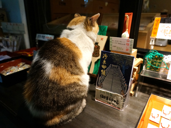 愛宕神社の猫さん