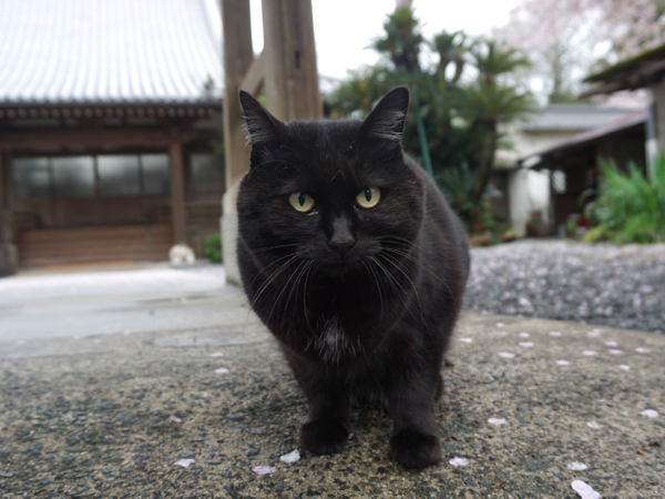 お出迎えの猫