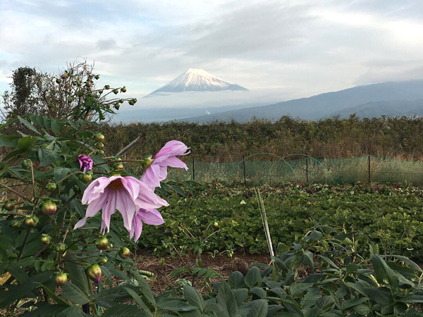小野常寛さんが見た富士山と花