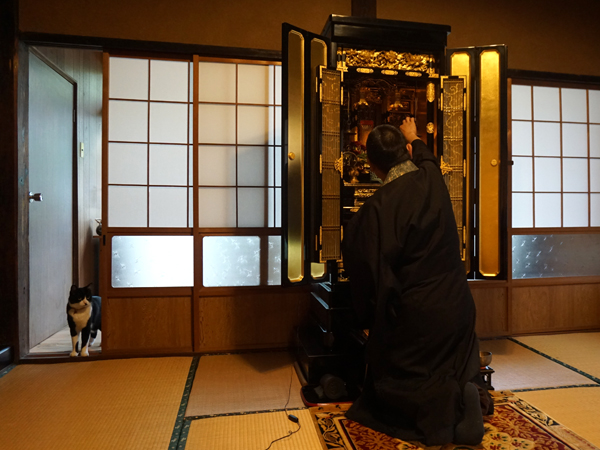 了廣寺のお勤めと猫