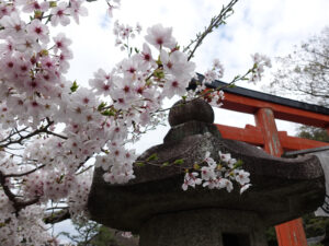 京都の桜