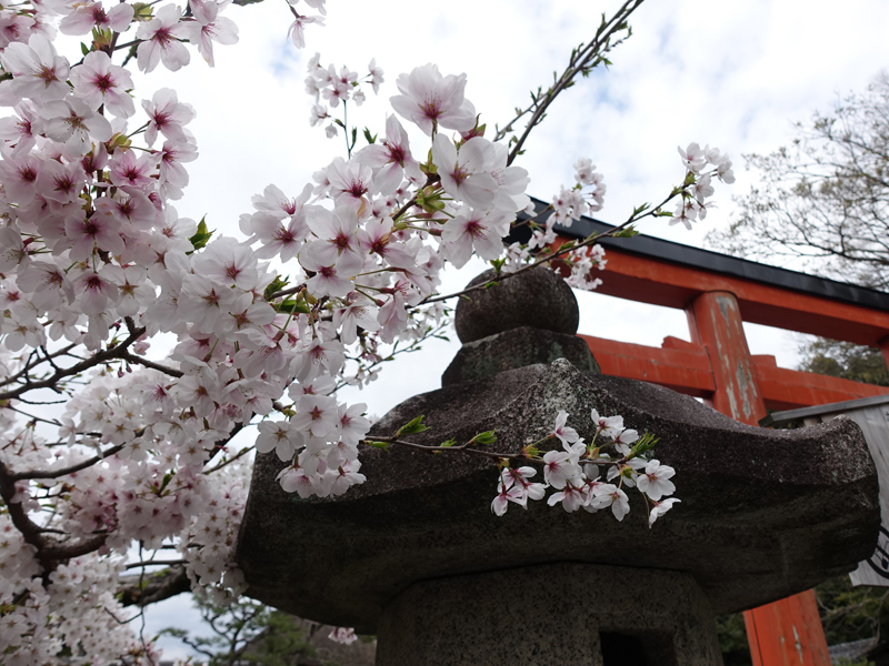 京都の桜