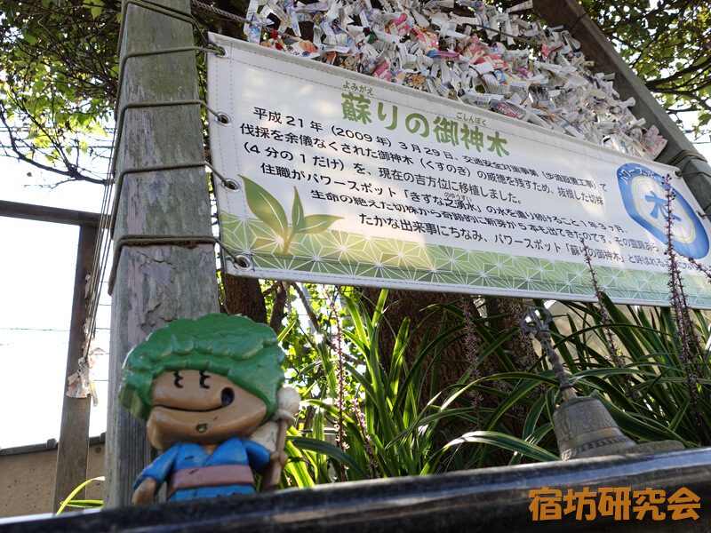 本光寺の五行(御神木)