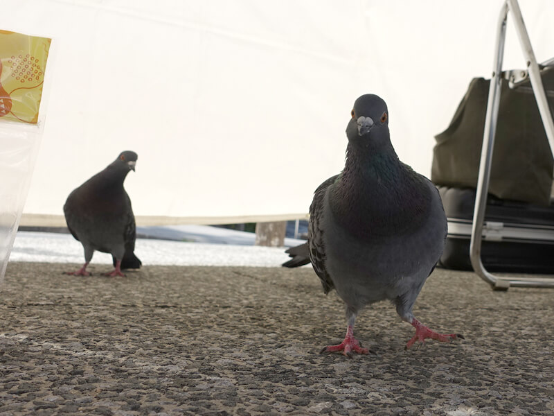 寺社コンブースに来た鳩